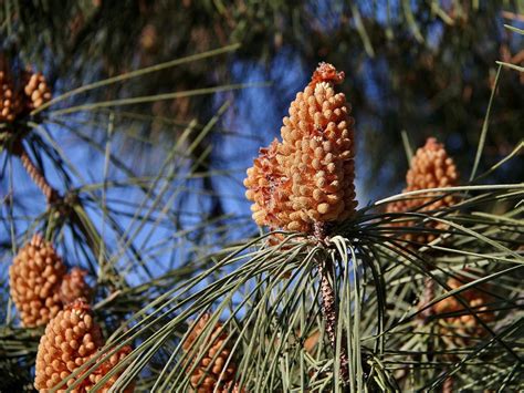 Al Pino Piñonero Y Sus Ricos Piñones Dandelion Flowers Pine Plants