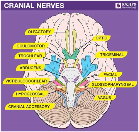 12 Cranial Nerves And Their Functions Nerve Anatomy C