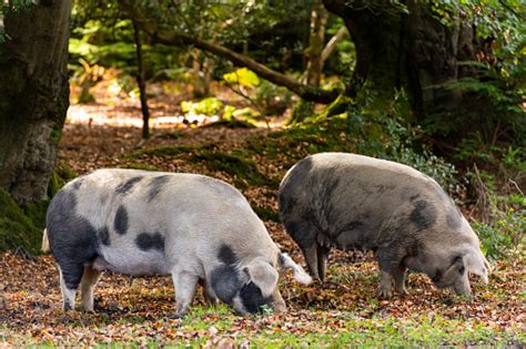Pigs In New Forest Stock Photo Download Image Now Istock