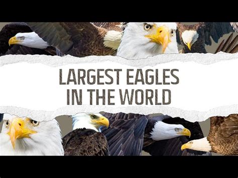 10 Largest Eagles In The World