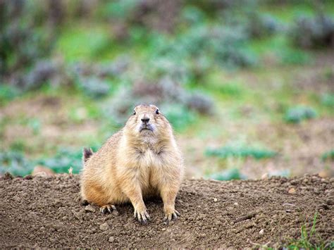 Black Tailed Prairie Dogs Projects And Programs American Prairie