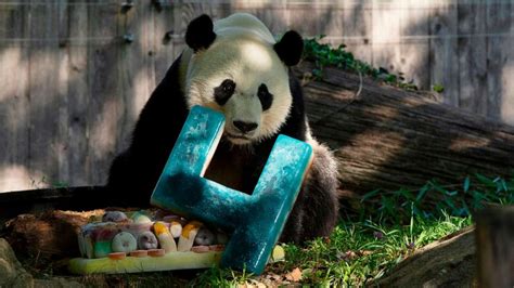 National Zoos Giant Panda Bei Bei Turns 4 But Soon Headed Back To