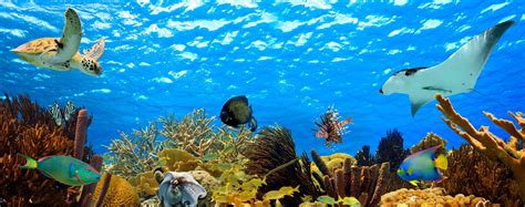 Underwater Paradise Wallpapers 4k Hd Underwater Paradise Backgrounds