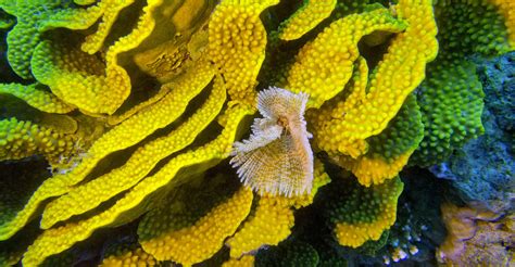 Keeping Turbinaria Corals Coral Care Algaebarn