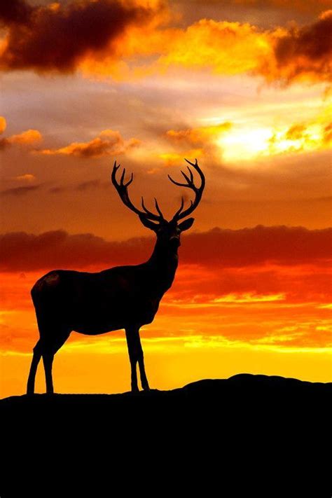 ♂ Wildlife Photography Deer Sunset Silhouette King Of The Hill By