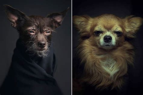 Animals Look Like Humans In These Expressive Pet Portraits That Show