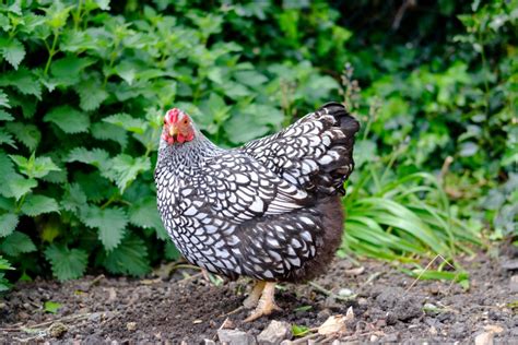 Silver Laced Wyandotte Rooster Vs Hen Differences Explained Chicken