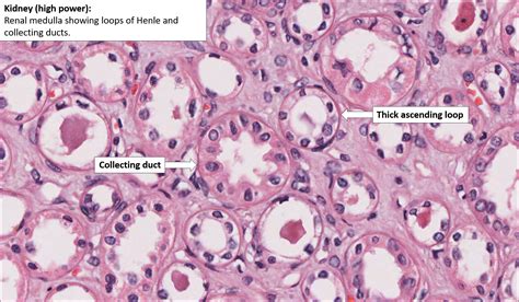 Kidney Normal Histology Nus Pathweb Nus Pathweb