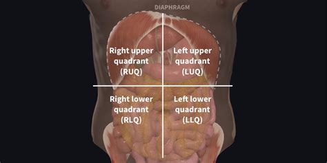 Anatomy Quadrants Abdominal Quadrants Regions Of The Body Science
