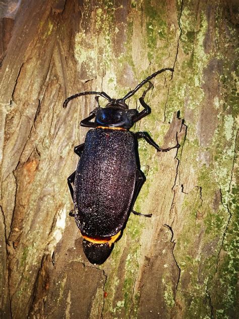 Acanthinodera Cummingii Este Insecto Es El Escarabajo M S Flickr