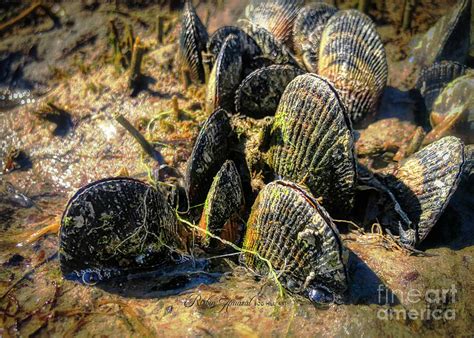 Cape Cod Atlantic Ribbed Mussel Photograph By Robin Amaral Pixels