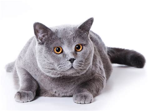 7 Things You Should Know Before Getting A British Shorthair Kitten