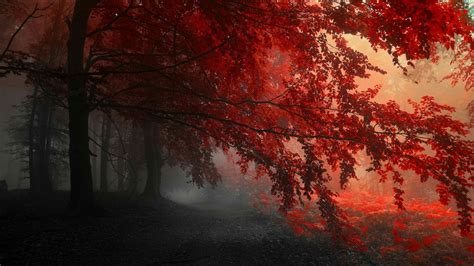 Red Forest Tree Hd Wallpaper Forest Wallpaper Images Wallpaper Fall