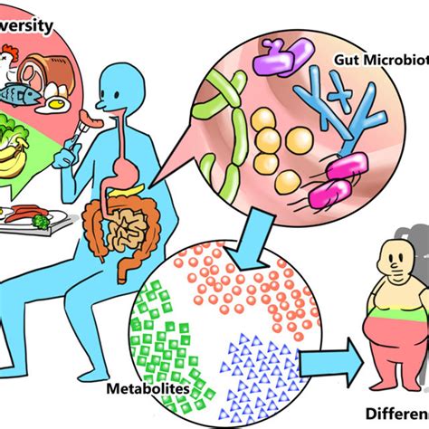 The Gut Microbiome Metabolomic Human Health Axis Download Scientific