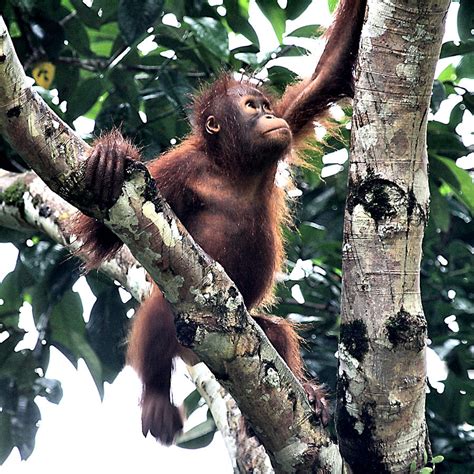 Baby Orangutan Borneo Photograph By Carole Anne Fooks Pixels