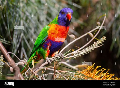 Rainbow Lorikeet Trichoglossus Moluccanus Native Parrot Of Eastern