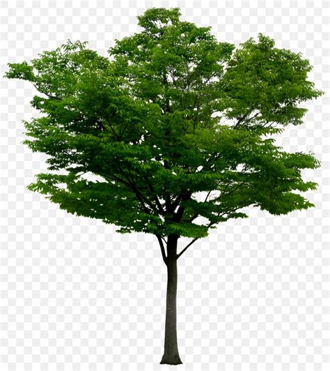 Adobe Photoshop Image Psd Tree Png 1139x1280px Tree Branch Layers