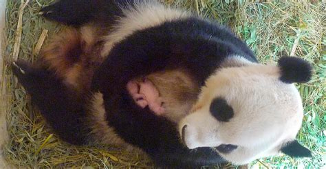 Viennas Schoenbrunn Zoo Panda Gives Birth To Twins