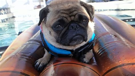 Josey The Miniature Pug Relaxing On Her Float Youtube