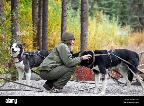 Park Ranger Training Sled Dogs Sled Dog Kennels Denali National Park