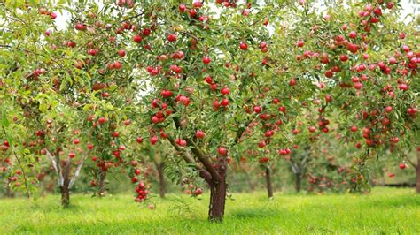 Trees With Red Apples In An Orchard F0a88bf46271e1ebf30333d70a017046