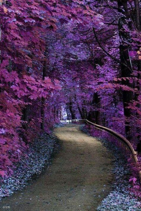 Mysterious Purple Forest Guessgirlbelle Guess