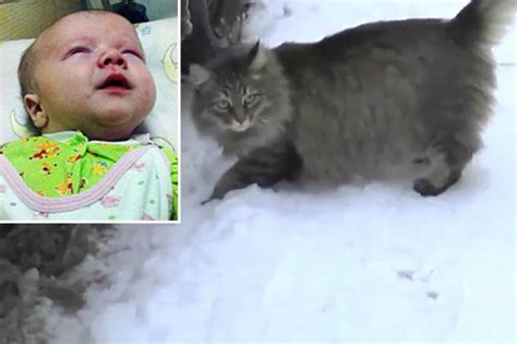 Hero Stray Cat Saved An Abandoned Babys Life From Freezing To Death