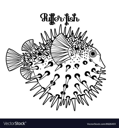 Graphic Puffer Fish Royalty Free Vector Image Vectorstock