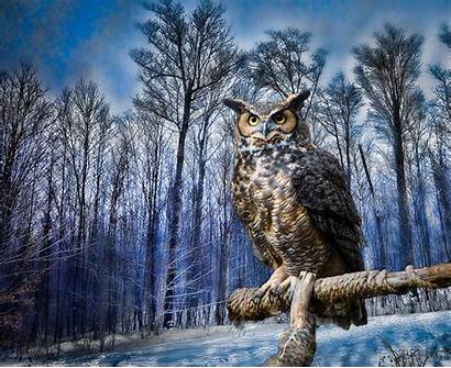Owl Birds Eagle Horned Owls Eurasian Wallpapers