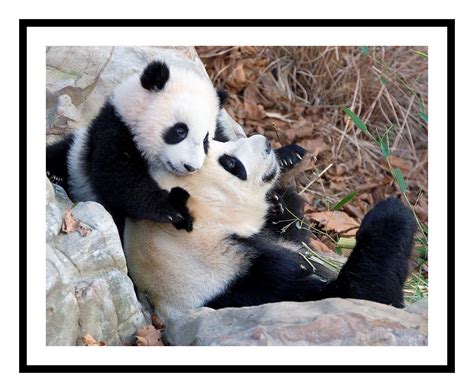 Baby Panda And Mom Etsy Baby Panda Panda Bear Baby Panda Bears