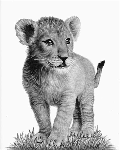 Lion And Cub Drawing At Explore Collection Of Lion