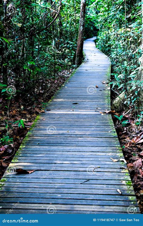 Nature Trail Boardwalk Steps And Tree Top Walk Stock Image Image Of