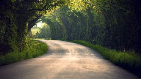 Tree Covered Road 1920x1080 Nature Wallpaper Tree Wallpaper Nature