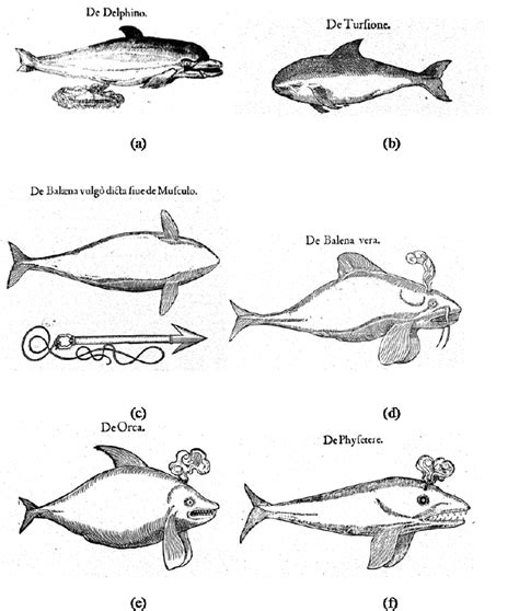 Illustrations Of Marine Mammals By Rondelet 1554 A A Dolphin