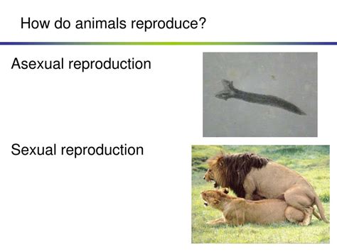 Ppt Chapter 36 Animal Reproduction Powerpoint Presentation Free