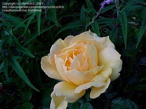 Plantfiles Pictures Hybrid Tea Rose Gold Glow Rosa By Chicochi3