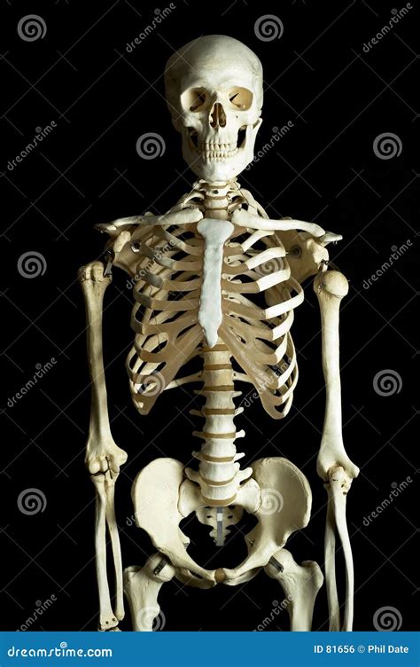 Imagem De Esqueleto Humano