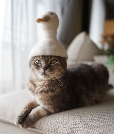 15 Funny And Trendy Cats With Hats Of Their Own Fur Made By Japanese