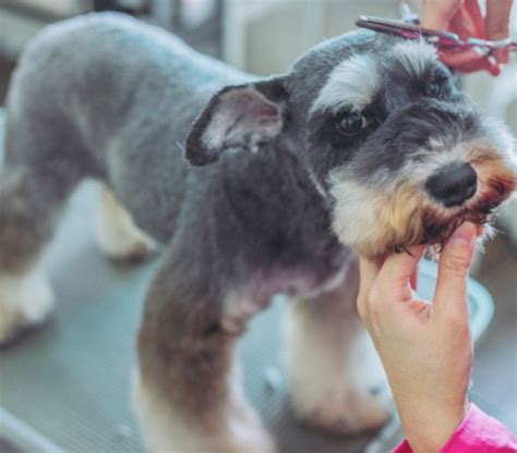 How To Groom A Schnauzer Groomers Online