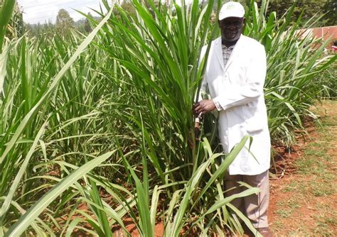 Four different types of silage from new cultivars of napier grass (pennisetum purpureum), cv. New planting method increases Napier grass yields by 20 per cent and milk yields by 50 per cent