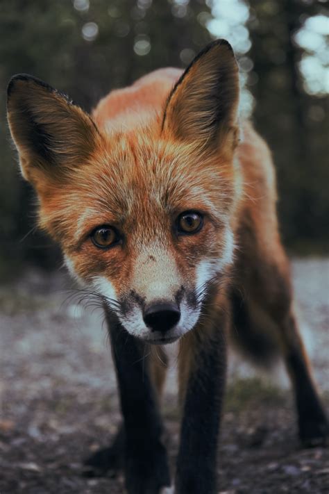 Selective Focus Photography Of Orange Fox Photo Free