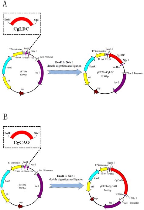 Construction Of Expression Plasmids A Construction Of The Expression