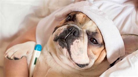 5 Enfermedades MÁs Comunes En Los Perros Blog Snau