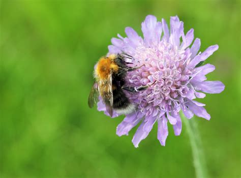 10 Great Flowers For Attracting Bees The English Garden