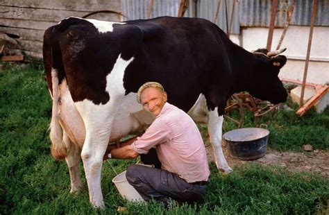Area Man Trying His Hardest Not To Be Turned On By Milking Cow The