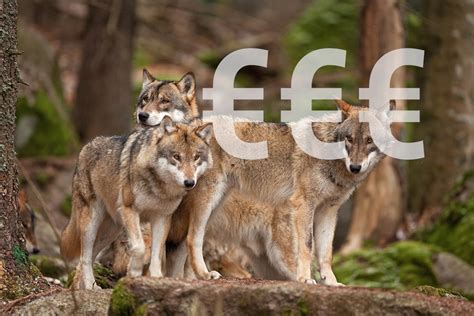 Combien Vaudrait Le Franc Aujourd Hui - Combien coûte le loup en France ? - Chasse Passion