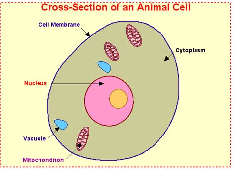 Animal cell diagram for kids labeled. animal cell labeled.gif 572×417 pixels | Cell diagram ...