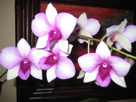 Purple White Orchids Wallpaper 2048x1536 31517