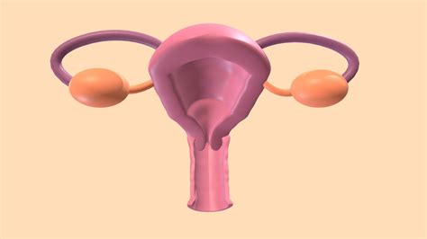 Female Reproductive System Download Free 3d Model By The Period App Adele Keane [89fbe9c