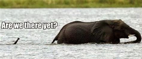 Are We There Yet Baby Elephant ~ Funny Joke Pictures